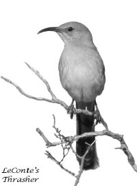 LeConte's Thrasher